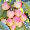 Cluster of cherries on tree.