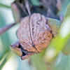 A single walnut on a tree.